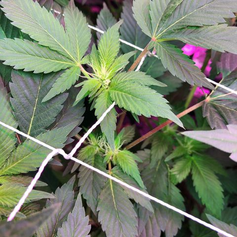 Royal Cheese FEM Clone growlog timeline photo