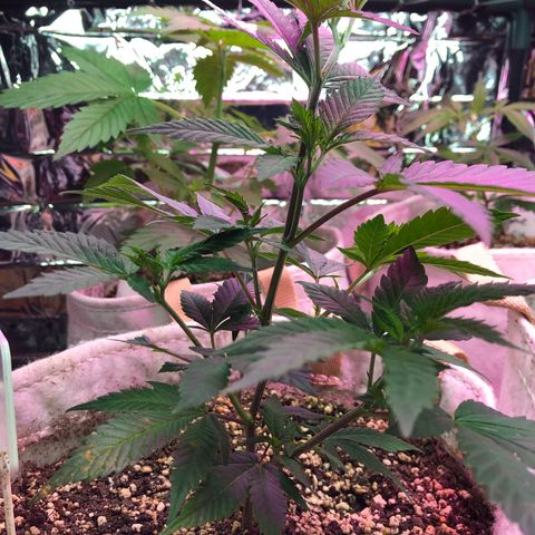 White Widow FEM Clone growlog timeline photo