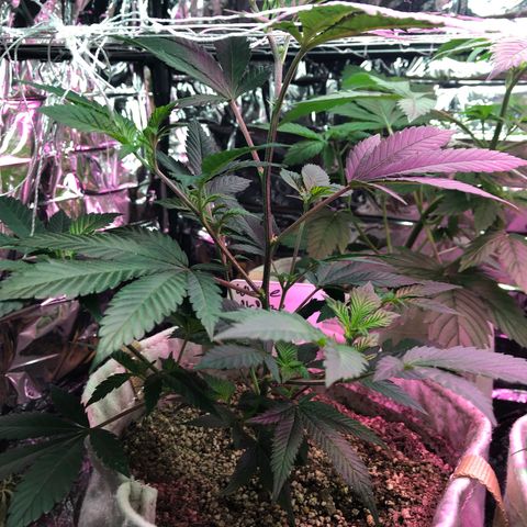 White Widow FEM Clone growlog timeline photo