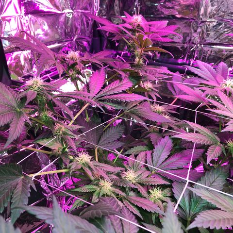 Amnesia Haze #1 growlog timeline photo