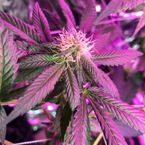 Amnesia Haze #1 growlog timeline photo