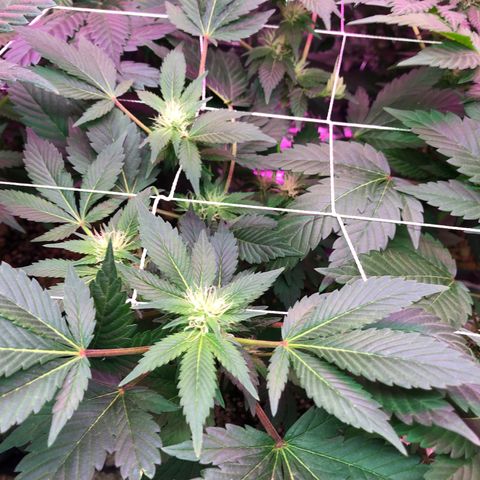 Royal Cheese FEM Clone growlog timeline photo