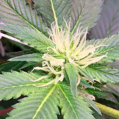 Royal Cheese FEM Clone growlog timeline photo