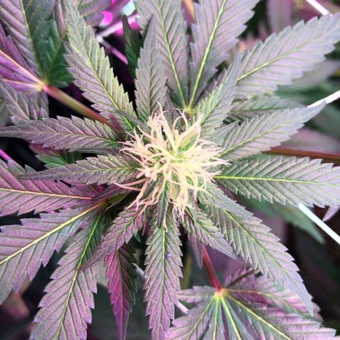 Amnesia Haze #1 growlog timeline photo