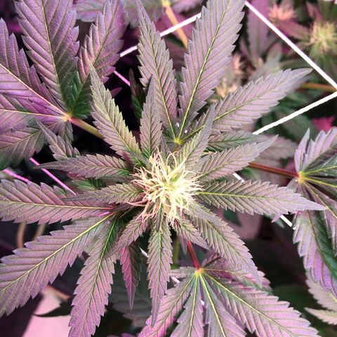 Amnesia Haze #1 growlog timeline photo