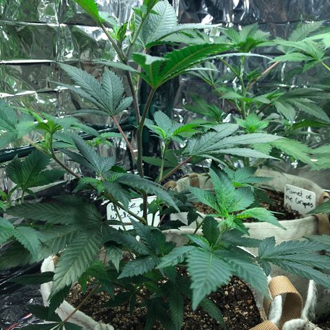 White Widow FEM Clone growlog timeline photo