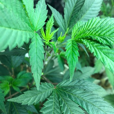 White Widow FEM Clone growlog timeline photo