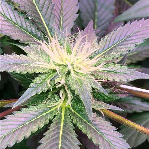 Royal Cheese FEM Clone growlog timeline photo