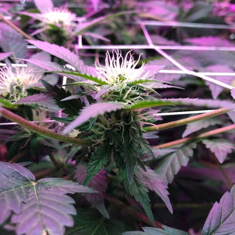 Royal Cheese FEM Clone growlog timeline photo