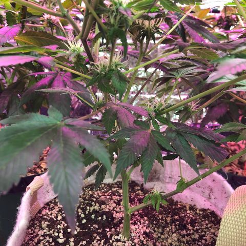 Royal Cheese FEM Clone growlog timeline photo