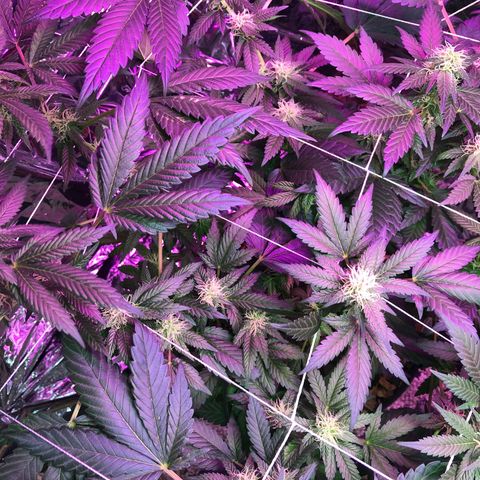 Amnesia Haze #1 growlog timeline photo