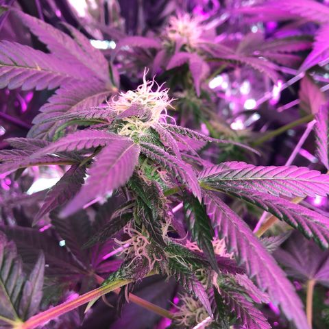 Amnesia Haze #1 growlog timeline photo