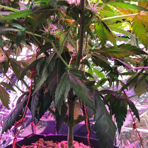 Amnesia Haze #1 growlog timeline photo