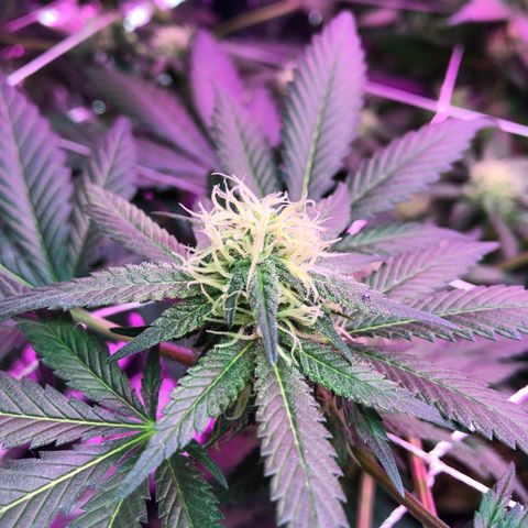 Amnesia Haze #1 growlog timeline photo