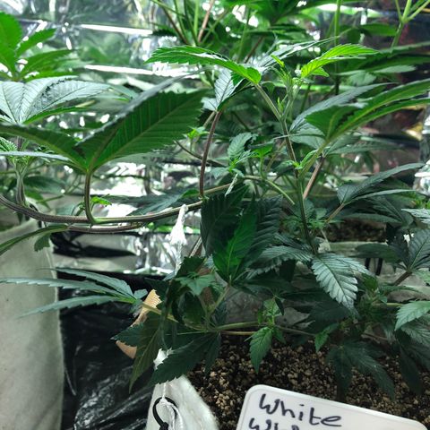 White Widow FEM Clone growlog timeline photo