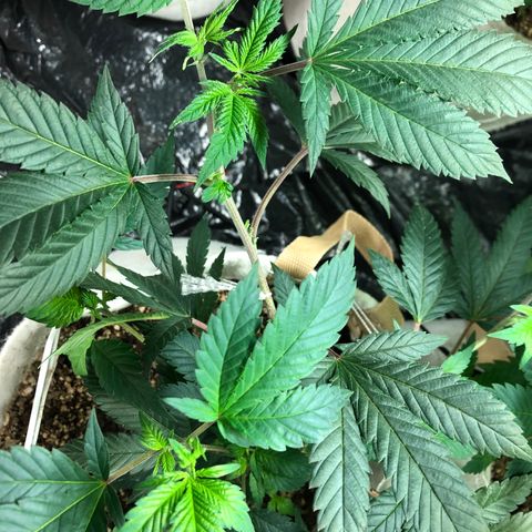 White Widow FEM Clone growlog timeline photo