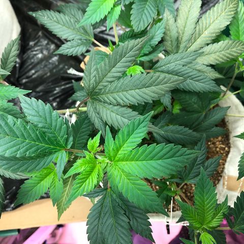 White Widow FEM Clone growlog timeline photo