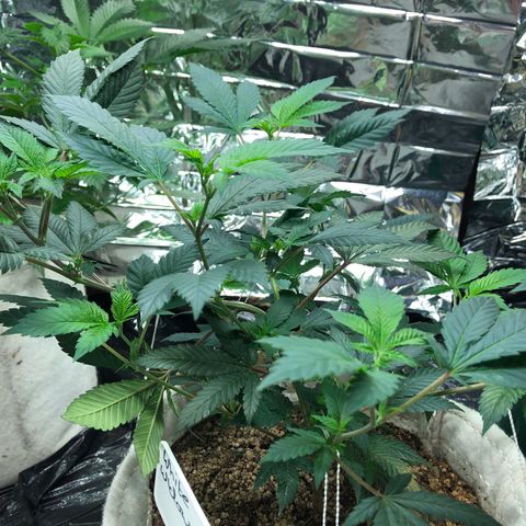White Widow FEM Clone growlog timeline photo