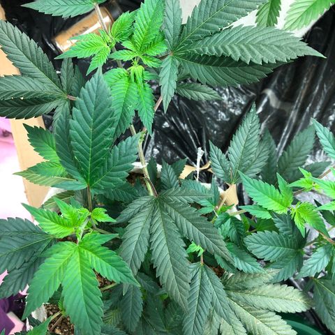 White Widow FEM Clone growlog timeline photo
