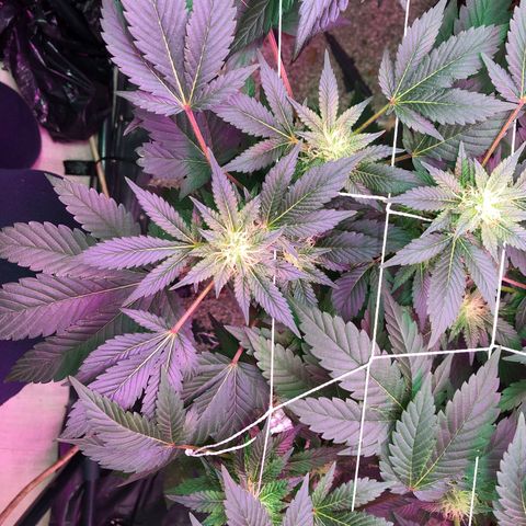 Royal Cheese FEM Clone growlog timeline photo