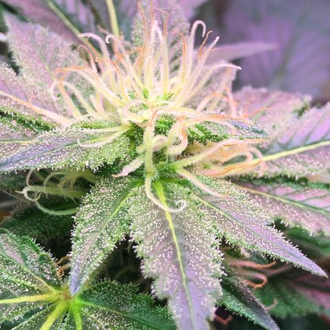 Royal Cheese FEM Clone growlog timeline photo