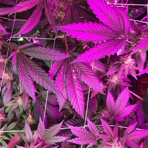 Amnesia Haze #1 growlog timeline photo