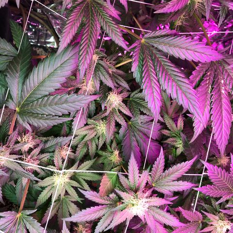 Amnesia Haze #1 growlog timeline photo