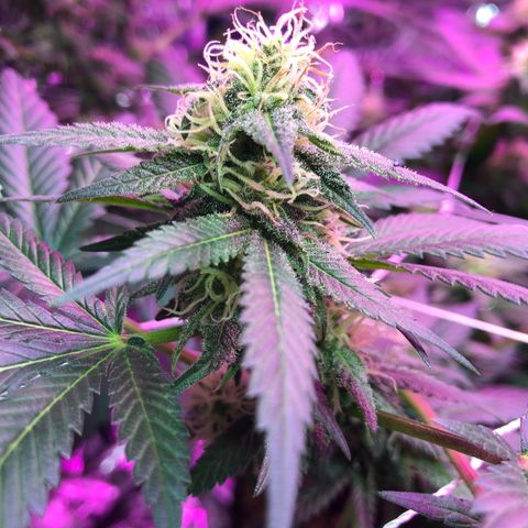 Amnesia Haze #1 growlog timeline photo