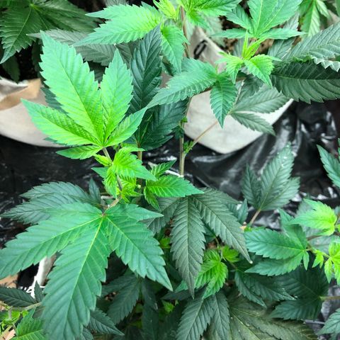 White Widow FEM Clone growlog timeline photo