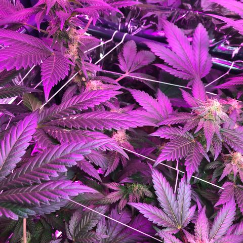 Amnesia Haze #1 growlog timeline photo