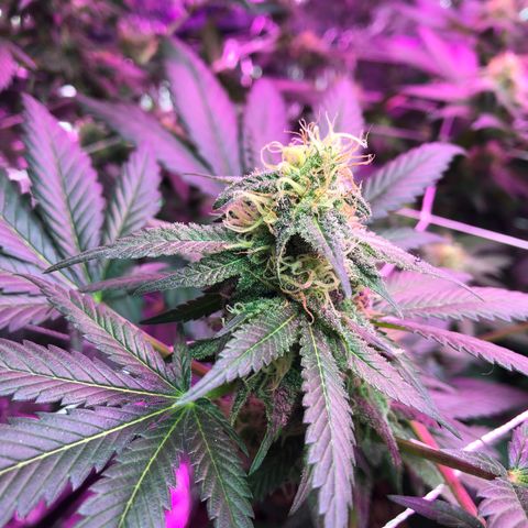 Amnesia Haze #1 growlog timeline photo