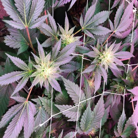 Royal Cheese FEM Clone growlog timeline photo