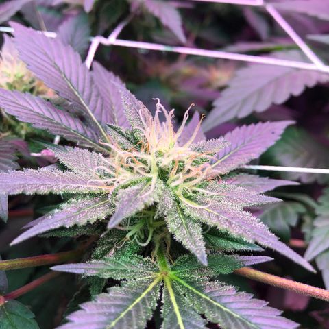 Royal Cheese FEM Clone growlog timeline photo