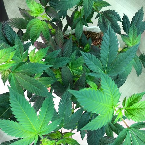 White Widow FEM Clone growlog timeline photo