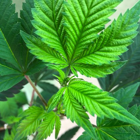 White Widow FEM Clone growlog timeline photo