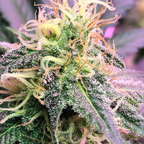 Amnesia Haze #1 growlog timeline photo
