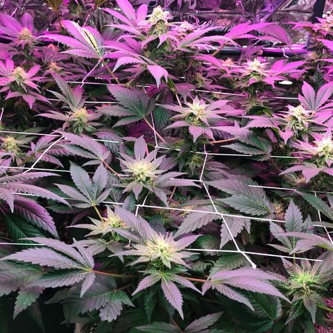 Amnesia Haze #1 growlog timeline photo