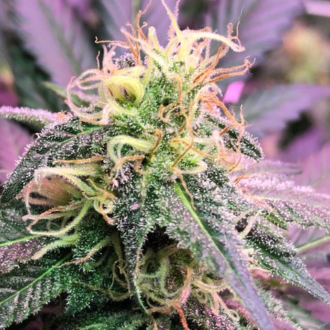 Amnesia Haze #1 growlog timeline photo