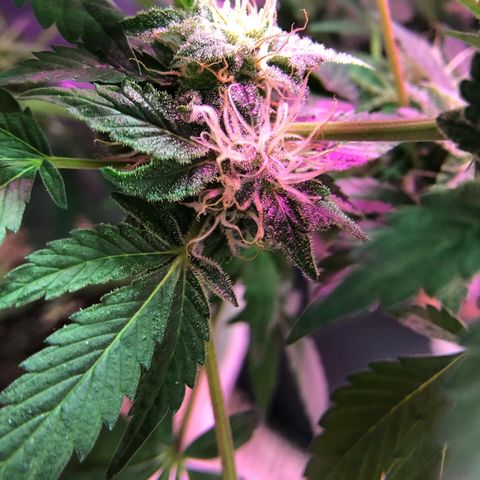 Royal Cheese FEM Clone growlog timeline photo