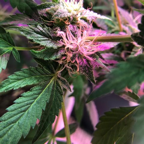 Royal Cheese FEM Clone growlog timeline photo
