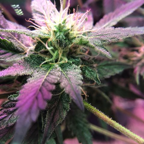 Royal Cheese FEM Clone growlog timeline photo