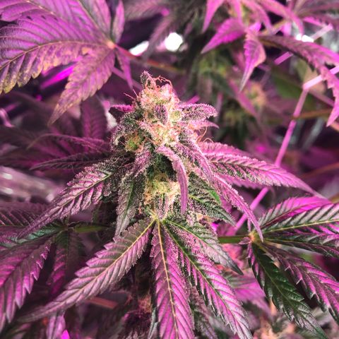 Amnesia Haze #1 growlog timeline photo