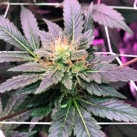 Royal Cheese FEM Clone growlog timeline photo