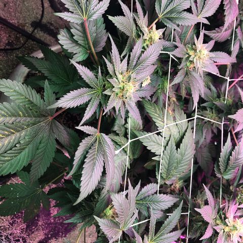 Royal Cheese FEM Clone growlog timeline photo