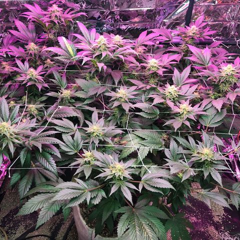 Amnesia Haze #1 growlog timeline photo