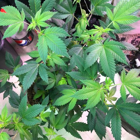 White Widow FEM Clone growlog timeline photo