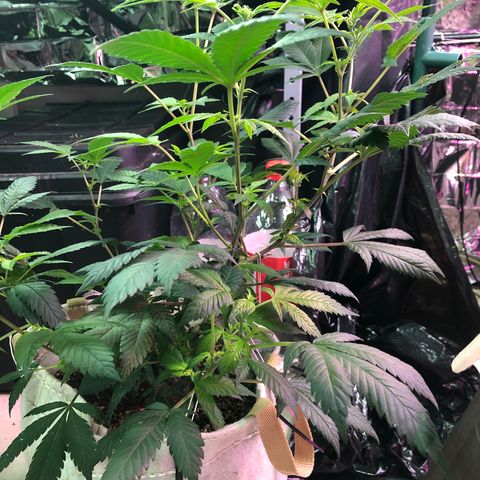 White Widow FEM Clone growlog timeline photo