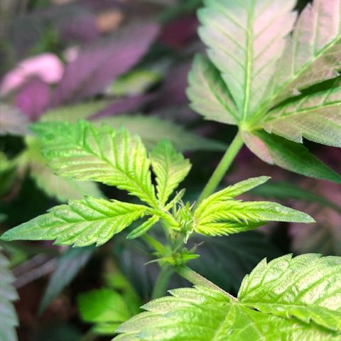 White Widow FEM Clone growlog timeline photo