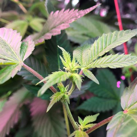 White Widow FEM Clone growlog timeline photo
