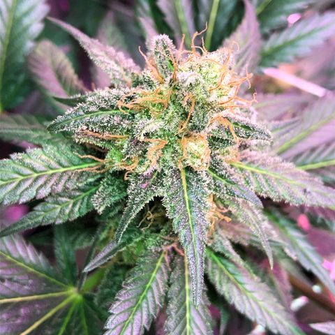 Amnesia Haze #1 growlog timeline photo